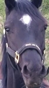 Vacker 2-åring swb