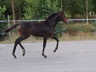 Utsökt stoföl med kanonstam!